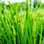 湧水再生のための風の草刈りと水道づくり。稲刈りのご案内。