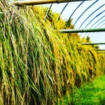 稲刈りを終えて。稲の多年草化栽培の行方は…？